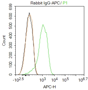 APC标记兔IgG（同型对照)