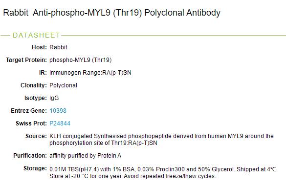 磷酸化肌球蛋白调节多肽9(平滑肌亚型)抗体