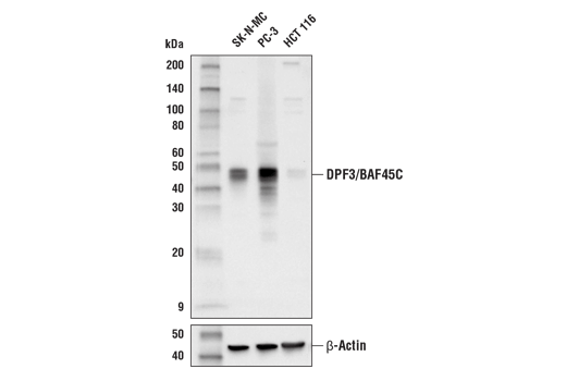 DPF3/BAF45C (E7F7N) Rabbit mAb