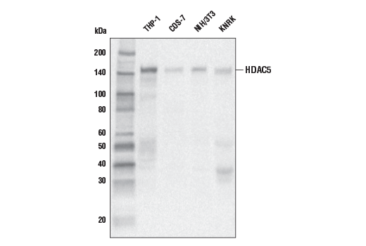 HDAC5 (E6G3N) Mouse mAb