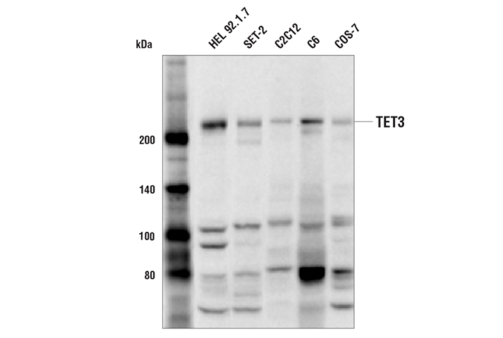 TET3 (E6J8A) Rabbit mAb