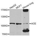 Rabbit anti-ACE Antibody