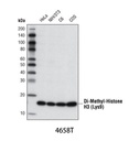 Di-Methyl-Histone H3 (Lys9) (D85B4) XP Rabbit mAb
