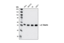 α/β-Tubulin Antibody