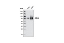 CD44 (156-3C11) Mouse mAb