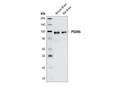 PSD95 Antibody