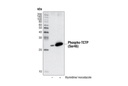 Phospho-TCTP (Ser46) Antibody