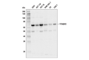 YTHDF2 Antibody