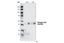 Phospho-Chk1 (Ser296) Antibody