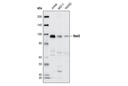 Vav3 Antibody