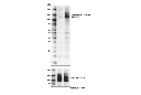 Phospho-FGF Receptor 1 (Tyr766) Antibody