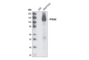 PTCH2 (G1191) Antibody
