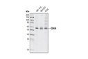 CDK8 (G398) Antibody
