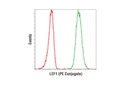 LEF1 (C12A5) Rabbit mAb (PE Conjugate)