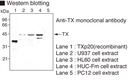 Anti-Caspase-4 (Human) mAb
