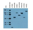 4C5, Anti-DDK monoclonal antibody