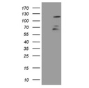 FBXW7 mouse monoclonal Antibody,clone 6F5