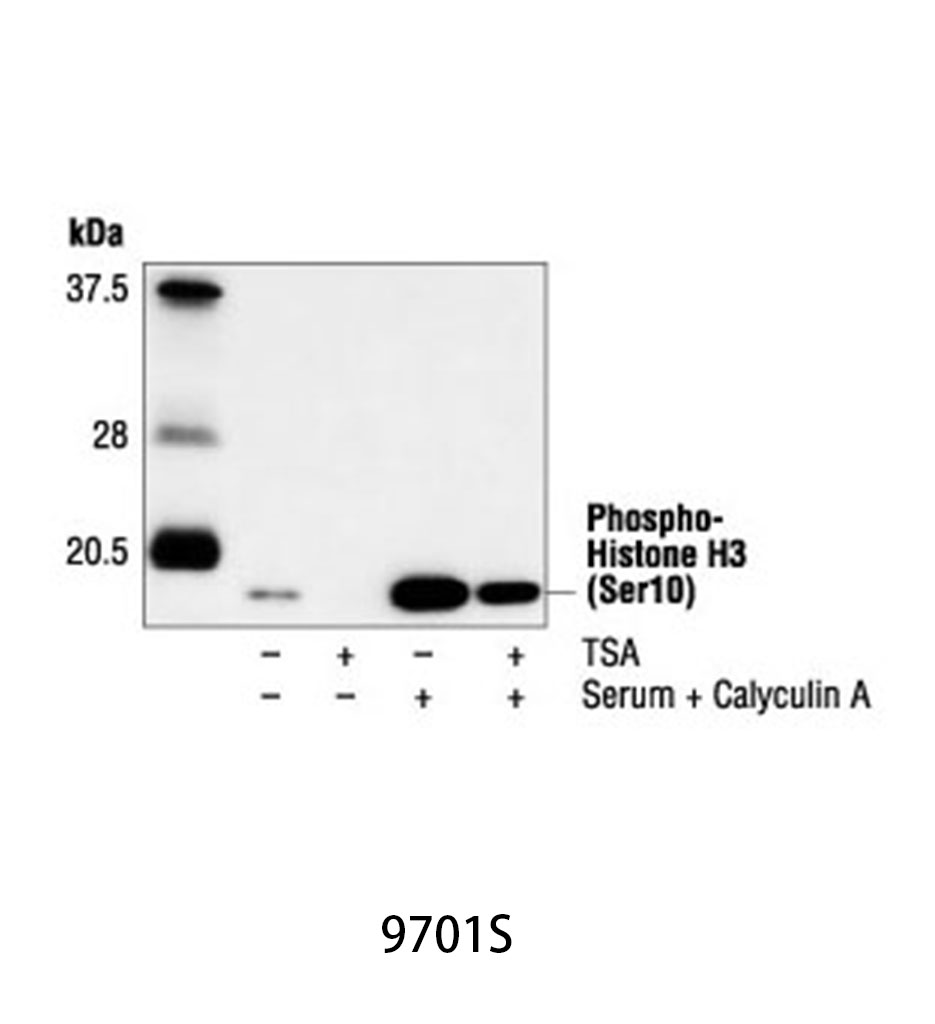 Phospho-Histone H3 (Ser10) Antibody