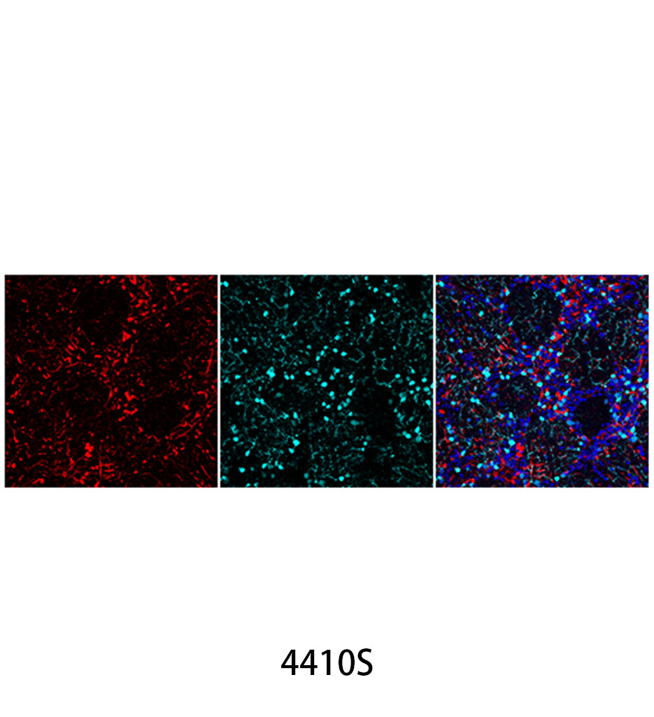 Anti-mouse IgG (H+L) F(ab')<sub>2</sub> Fragment (Alexa Fluor 647 Conjugate)
