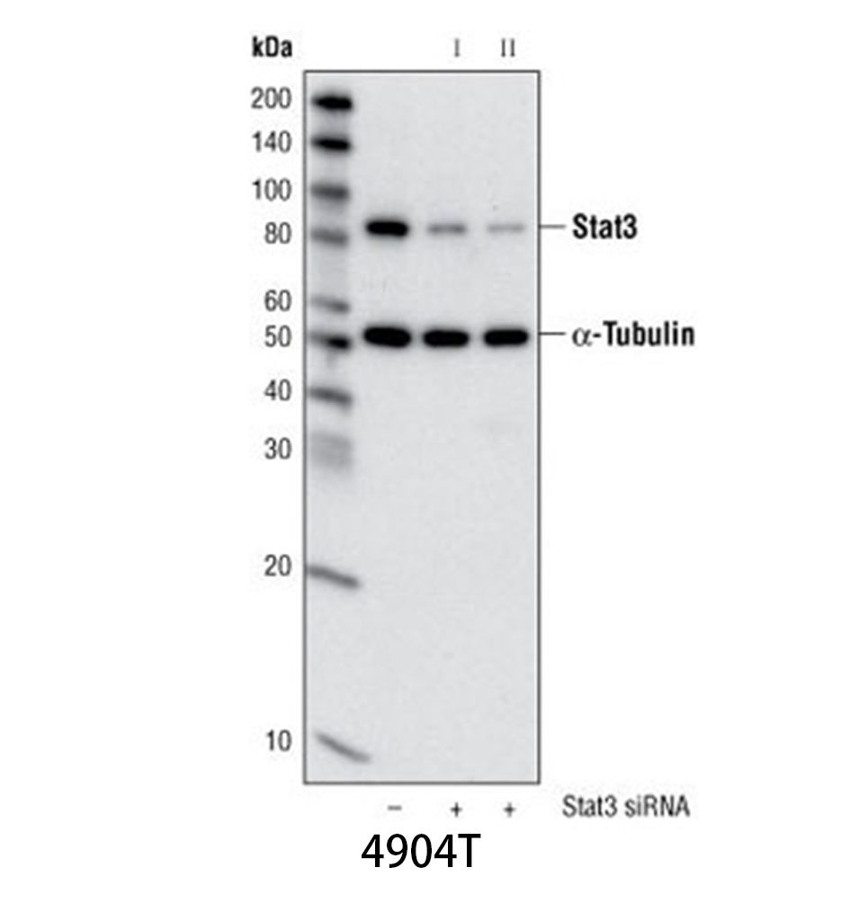 Stat3 (79D7) Rabbit mAb