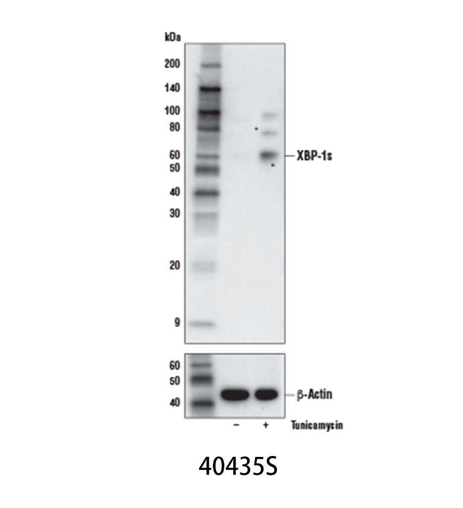 XBP-1s (E9V3E) Rabbit mAb