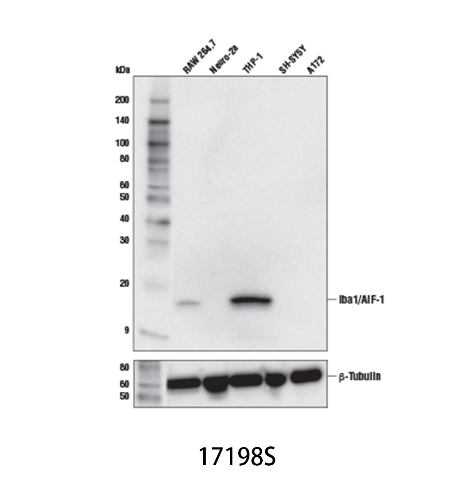 Iba1/AIF-1 (E4O4W) XP Rabbit mAb