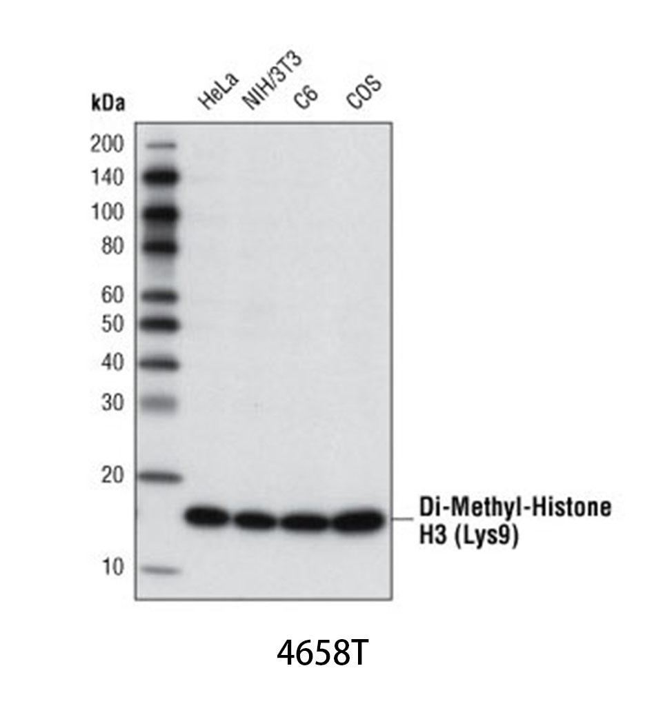 Di-Methyl-Histone H3 (Lys9) (D85B4) XP Rabbit mAb