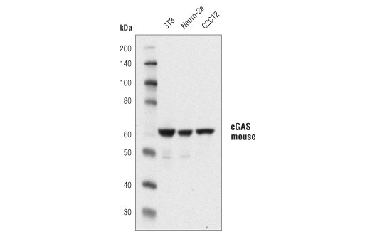 cGAS (D3O8O) Rabbit mAb (Mouse Specific)