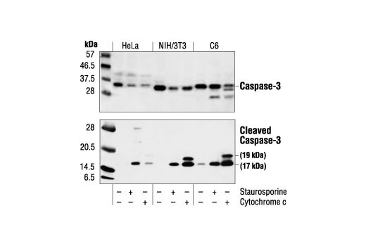 Cleaved Caspase-3 (Asp175) Antibody