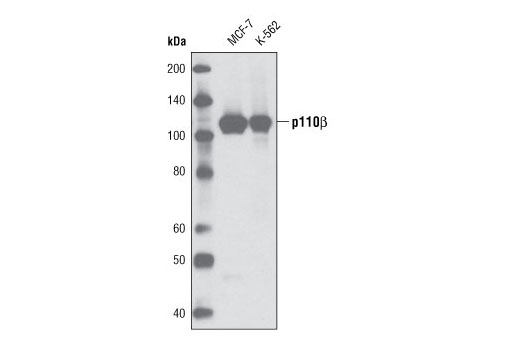 PI3 Kinase Antibody Sampler Kit