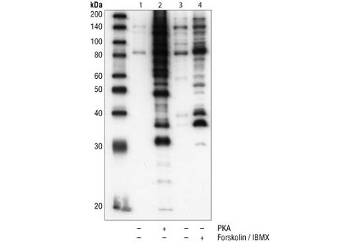 Phospho-PKA Substrate (RRXS*/T*) (100G7E) Rabbit mAb