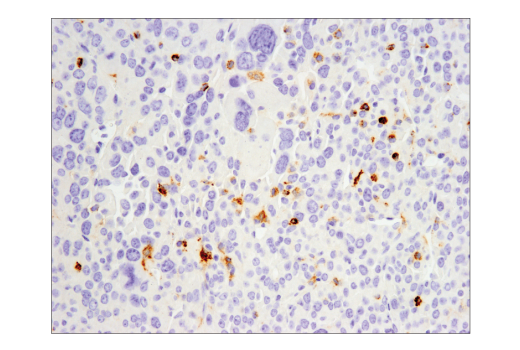 PD-L1 (D5V3B) Rabbit mAb (Mouse Specific; IHC Specific)