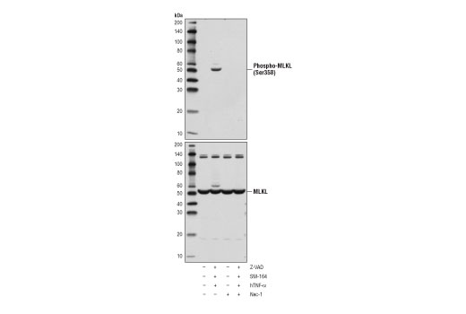 Phospho-MLKL (Ser358) (D6H3V) Rabbit mAb
