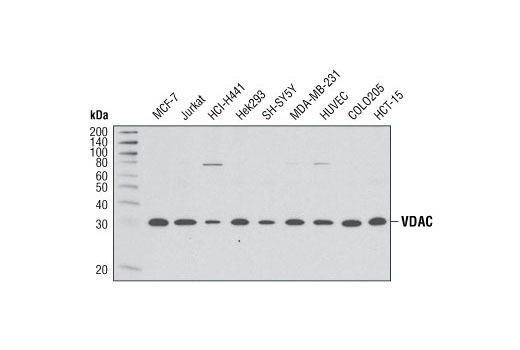 VDAC (D73D12) Rabbit mAb