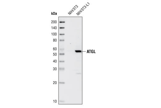 ATGL Antibody
