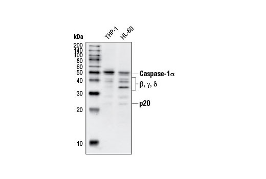 Caspase-1 Antibody