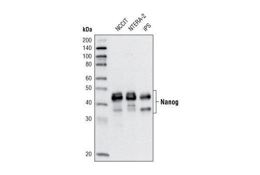 Nanog (D73G4) XP Rabbit mAb