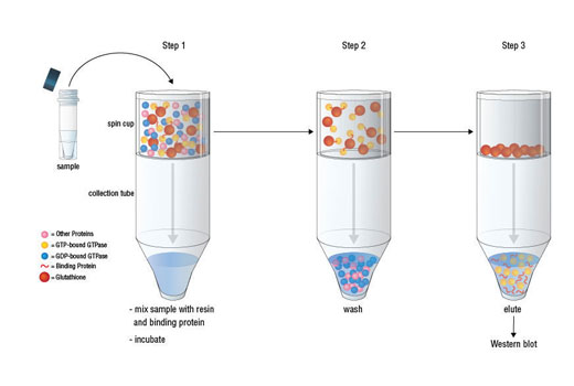 Active Rac1 Detection Kit