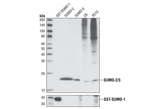 SUMO-2/3 (18H8) Rabbit mAb