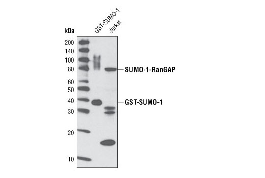 SUMO-1 (C9H1) Rabbit mAb