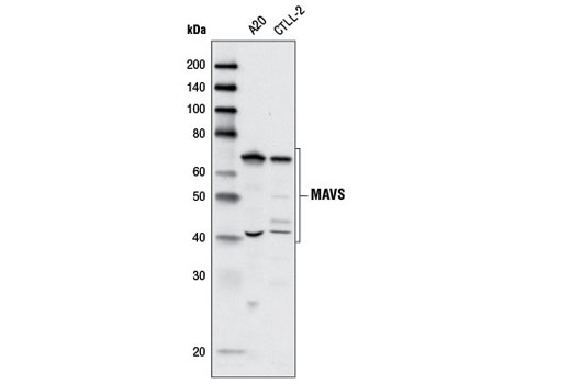 MAVS Antibody (Rodent Specific)