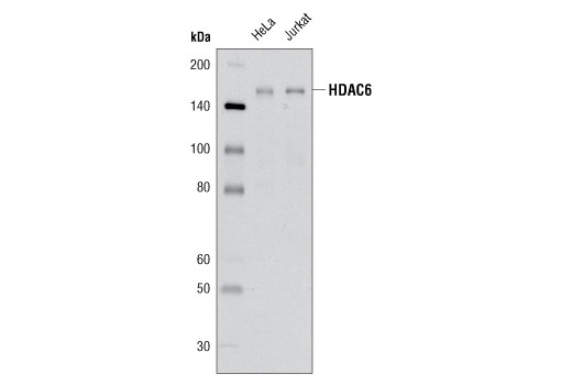 HDAC6 (D21B10) Rabbit mAb