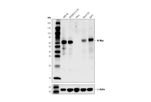 N-Myc (D1V2A) Rabbit mAb