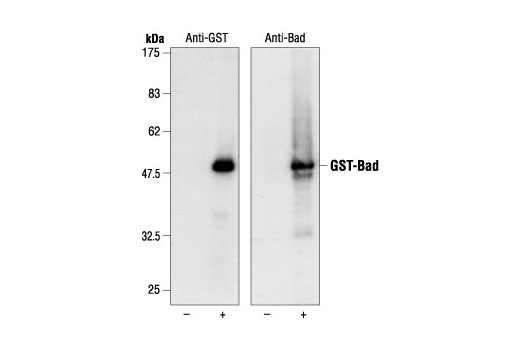 GST Antibody