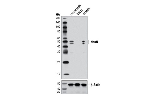 NeuN (D3S3I) Rabbit mAb