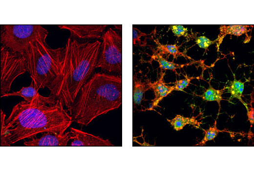 Cleaved Caspase-3 (Asp175) Antibody (Alexa Fluor 488 Conjugate)