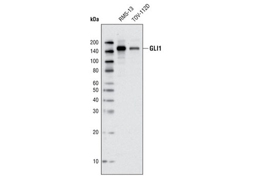 GLI1 (V812) Antibody