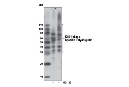 K48-linkage Specific Polyubiquitin (D9D5) Rabbit mAb (HRP Conjugate)