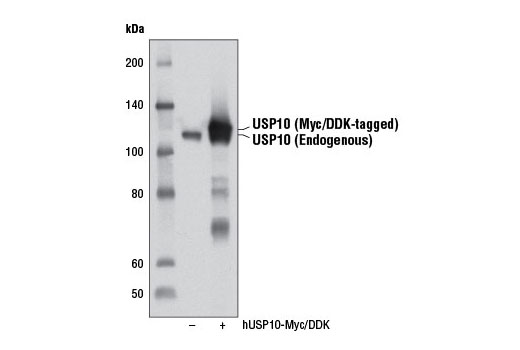 USP10 (D7A5) Rabbit mAb