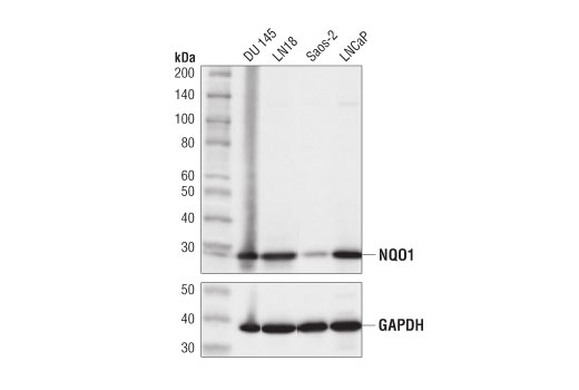 NQO1 (D6H3A) Rabbit mAb